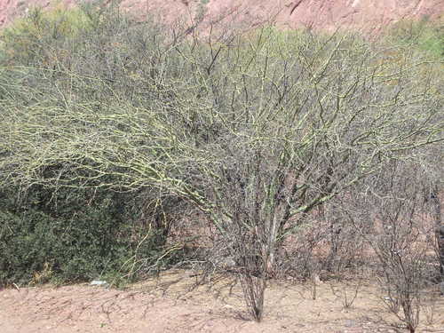 Green Tree.